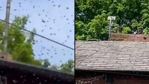 一家人被困在家里，大量黄蜂入侵花园