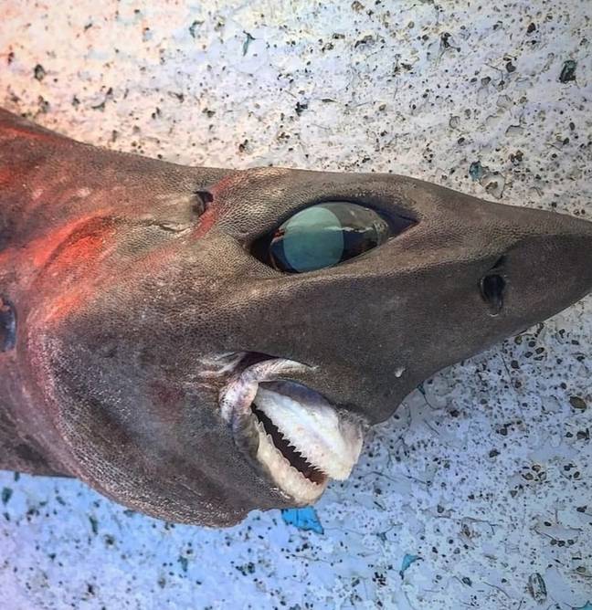 一名澳大利亚渔夫卷入了一条深海鲨中，使下巴看起来像拉布拉多的小狗。学分：Instagram/Trapman_bermagui/