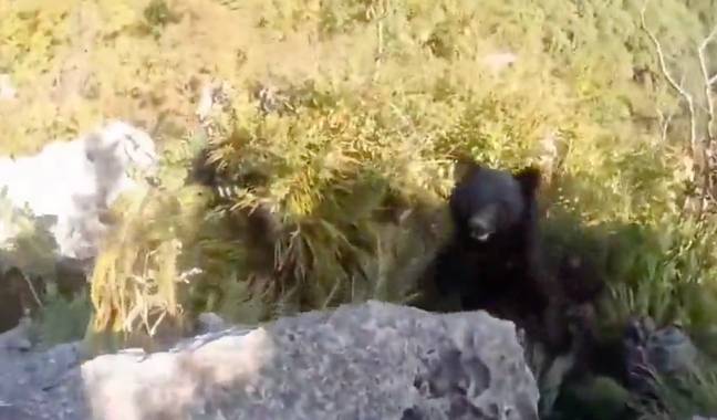 该男子大喊并尖叫以恐吓熊。信用：熊攻击登山者/YouTube