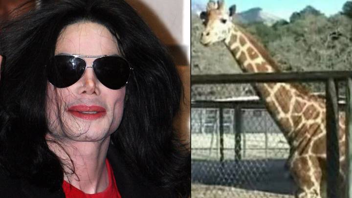 迈克尔·杰克逊（Michael Jackson）的长颈鹿贾巴尔（Jabbar）死于可怕的脖子抢购事件