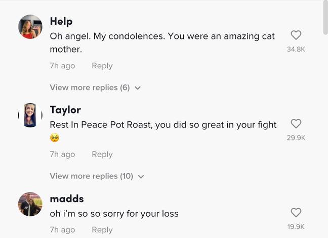 粉丝们在她最近去世后致敬烤猫（Tiktok @potroastsmom）