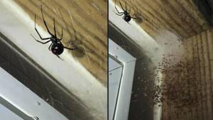 房主询问发现致命的蜘蛛及其婴儿后是否要烧毁他们的财产