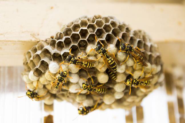 人们认为“糖疯狂”黄蜂在夏季结束时入侵。学分：Pixabay
