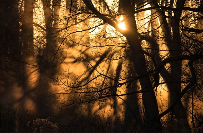 早晨的阳光可能正是您的生物钟所缺少的。信用：Shutterstock