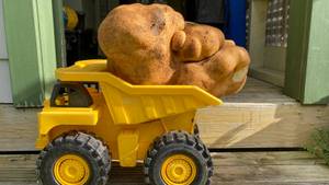 “道格”，世界上最大的马铃薯被派往苏格兰进行DNA测试