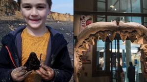 男孩在寻找贝壳时发现了300万年前的Megalodon鲨鱼牙齿
