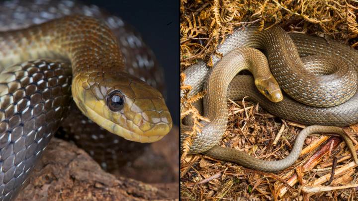 英国最大的蛇从Wild失踪了10,000年，现在再次繁殖