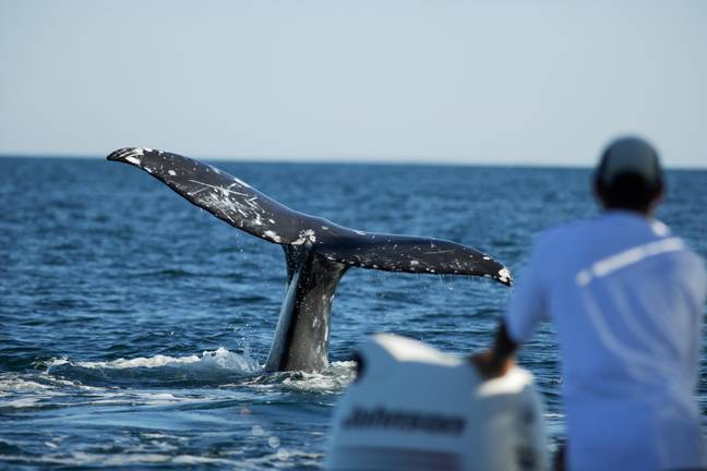 巴哈（Baja）被称为世界上最好的鲸鱼景点之一。信用：Alamy