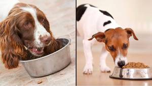 新研究的结果揭示了您每天喂狗的频率会震惊科学家
