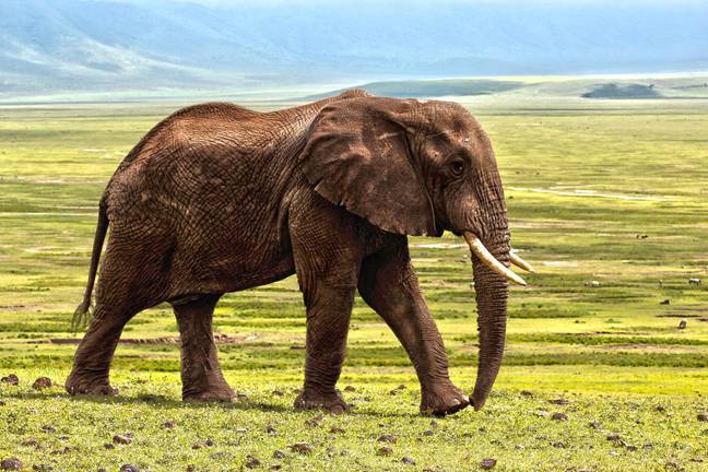 泰国的一头大象将他32岁的处理者撕成一半。学分：Pixabay