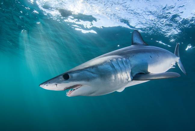 马科鲨鱼。信用：Alamy