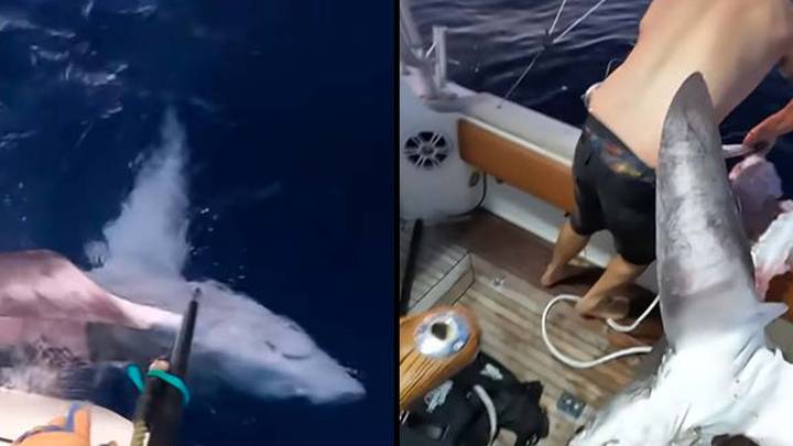 渔民在意识到它已经被更大的东西吃掉之前，捕获了巨大的鲨鱼