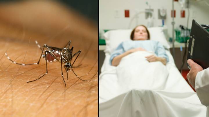 三人在澳大利亚东海岸第一次发现危险的蚊子病毒后住院