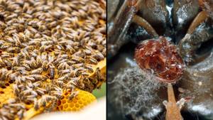 由于致命的螨虫，澳大利亚的野生蜜蜂种群有被消灭