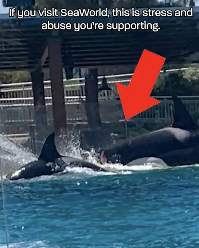 海洋世界游客震惊了海洋逆戟鲸战斗。信用：PETA