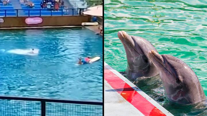恐怖的时刻海豚打开教练，并将它们拖到海底的水下