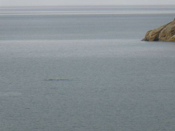 专家认为这很可能是海豚。信用：北威尔士直播