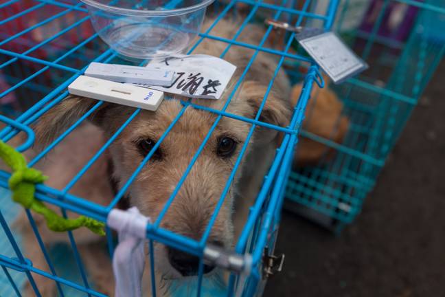 看来，在残酷节上举行的许多狗确实被盗了。信用：Shutterstock