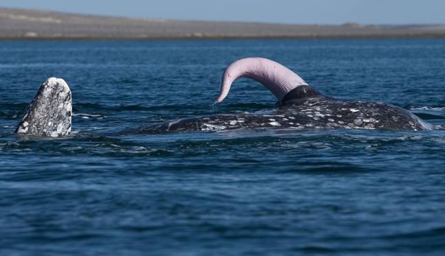 这是鲸鱼的遗嘱的照片。别客气。信用：Alamy