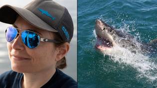 大白鲨追踪器揭示了在英国水域找到一个的可能性“loading=