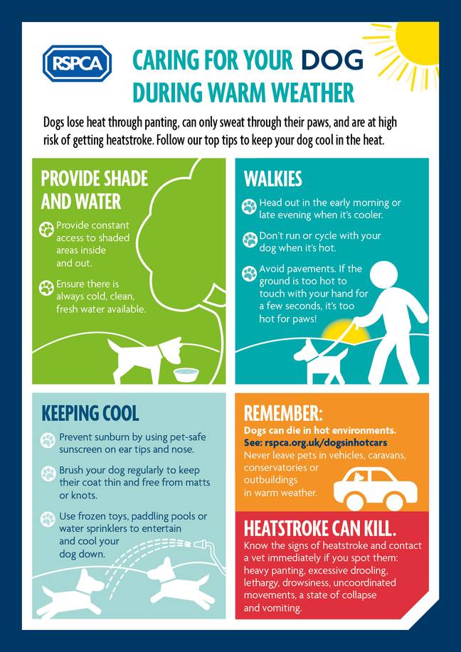 RSPCA已就如何在温暖的天气下照顾您的狗提供了建议。学分：RSPCA