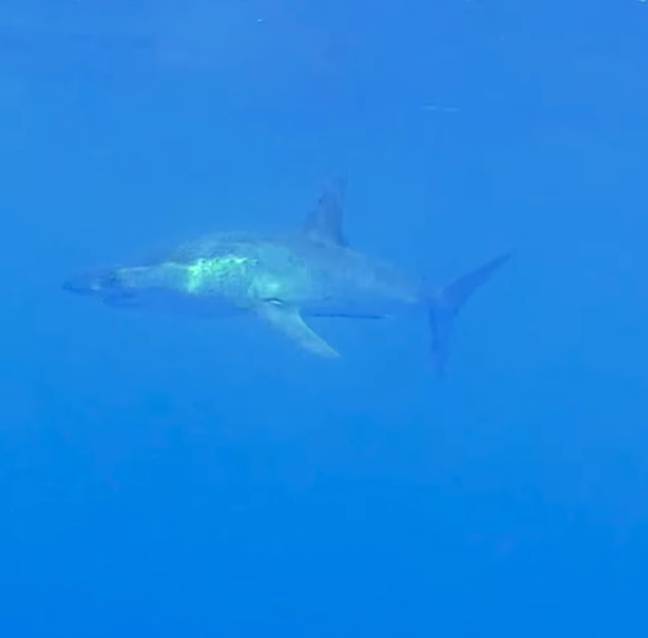 伟大的马科鲨鱼可以达到45英里 /小时的速度。信用：Facebook/AssociacióCetàcea