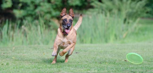 一位领先的英国狗训练师说，比利时玛利诺人“不应该是家庭宠物”。图片来源：Pixabay