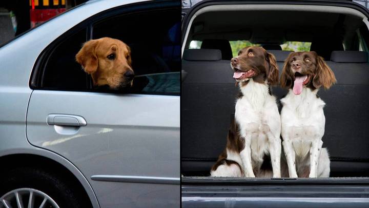 与狗一起开车时简单的错误可能会花费您5,000英镑