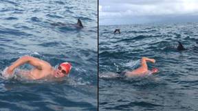 英国游泳者被“英雄”海豚拯救了
