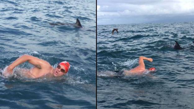 英国游泳者被“英雄”海豚拯救了