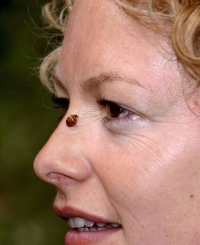 一位专家警告说，哈勒奎因瓢虫将在英国下降。信用：PA图像/ Alamy Stock Photo