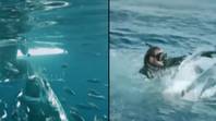 可怕的时刻大白鲨攻击笼子，导致潜水员为他的生命游泳“loading=