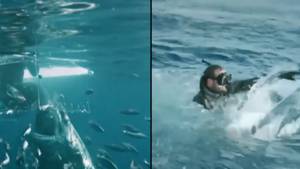 可怕的时刻大白鲨攻击笼子，导致潜水员为他的生命游泳