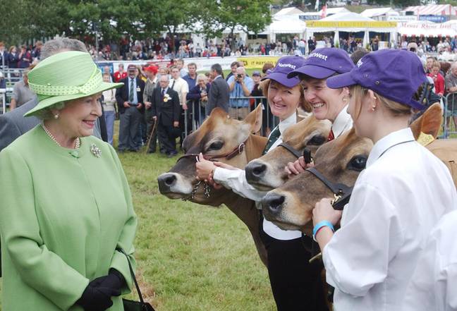 这是女王，欣赏更多的母牛。信用：PA图像 / Alamy Stock Photo