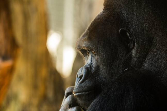 Harambe也受到大猩猩社区的哀悼。图片来源：Lev Mergian/Alamy Stock Photo