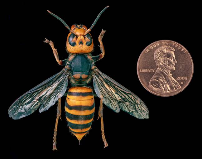 黄蜂在美国也被发现。信用：Alamy