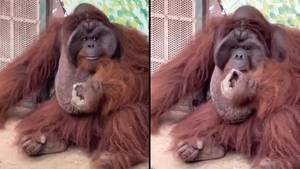 令人震惊的镜头中的动物园里，危害危险的猩猩在动物园里吸烟
