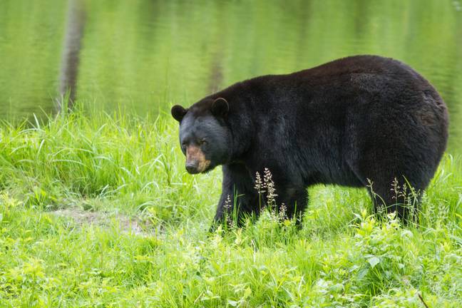 一只黑熊在她的花园里接近阿尔塔。信用：Alamy。
