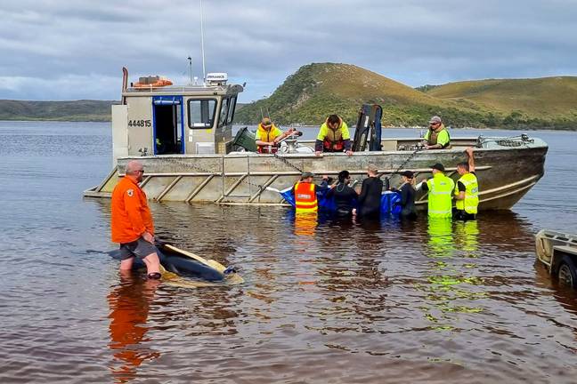 试图拯救少数幸存鲸鱼之一的救援人员。信用：PA / AP
