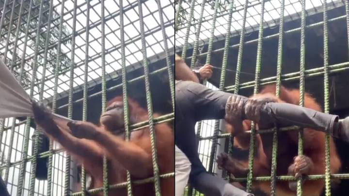 猩猩几乎折断了人的腿从动物园笼子里抓住他
