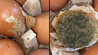 女人在Lidl Eggs发现Maggot侵扰后感到恐惧