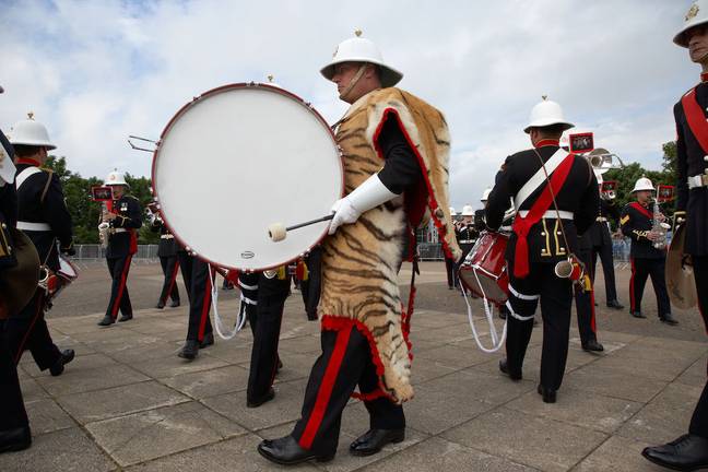皇家海军陆战队的贝斯鼓手曾经穿着真正的大猫皮。图片来源：radharc图像/Alamy库存照片