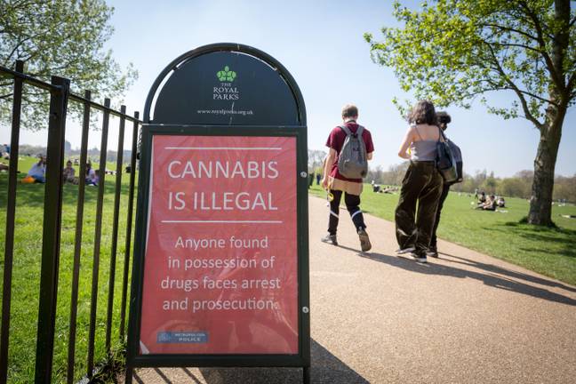 大麻是英国B级药物。图片来源：Alamy