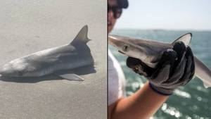 鲨鱼在海滩上切成一半的鲨鱼，现在人们想知道什么捕食者攻击了它