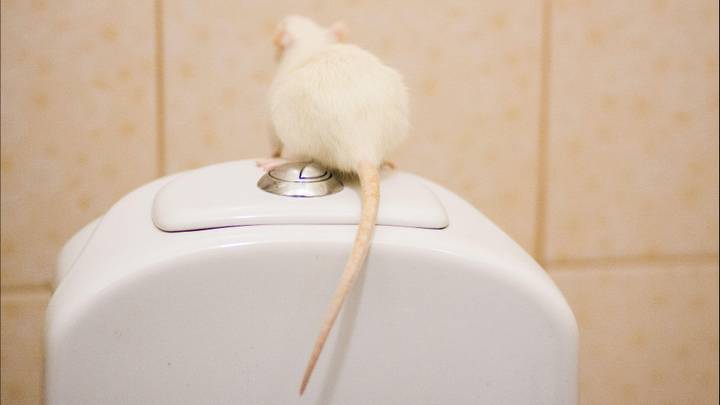 害虫控制专家警告大鼠游泳厕所