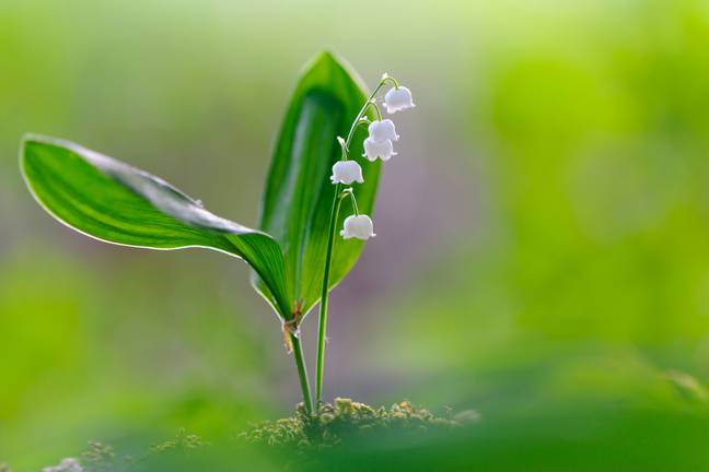山谷的百合很容易被其独特的白花发现。学分：高级股票摄影GmbH / Alamy Stock Photo