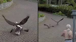 女人在怪异的视频中从秃头鹰救了宠物鹅