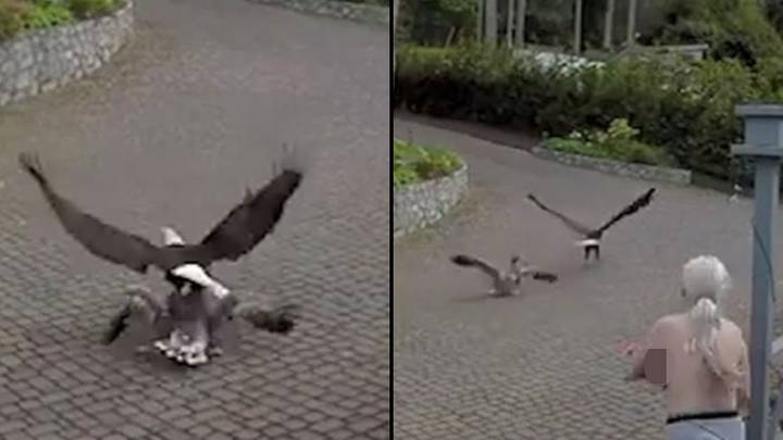 女人在奇异的视频中从秃头鹰救了宠物鹅