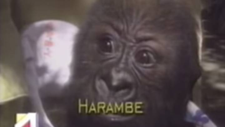 必威备用网1999年的新闻报道显示了大猩猩的哈拉姆（Harambe）如何得到他的名字