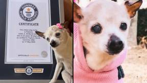 22岁的鹅卵石已被正式加冕为世界上最古老的狗